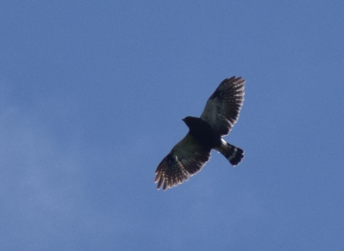 hvitgumpvåk - ML647081963