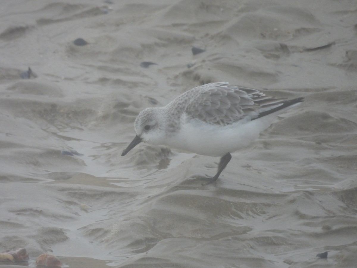 Гурвалж элсэг - ML647081966