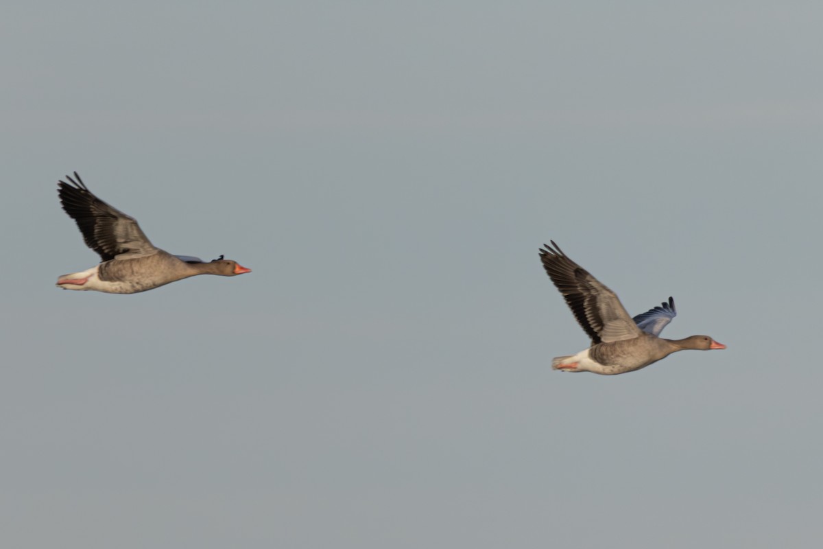 灰雁 - ML647081967