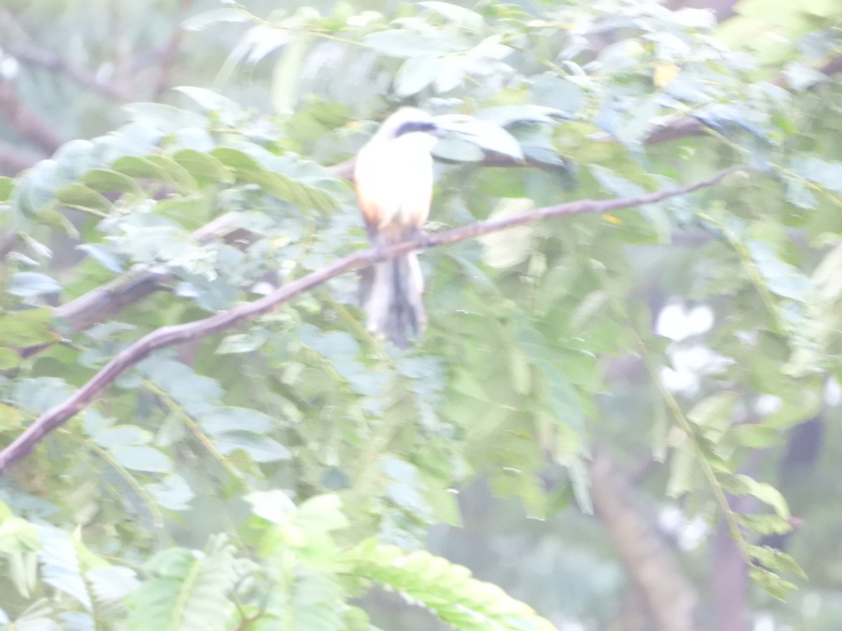 Antzandobi isats-luzea - ML647081968