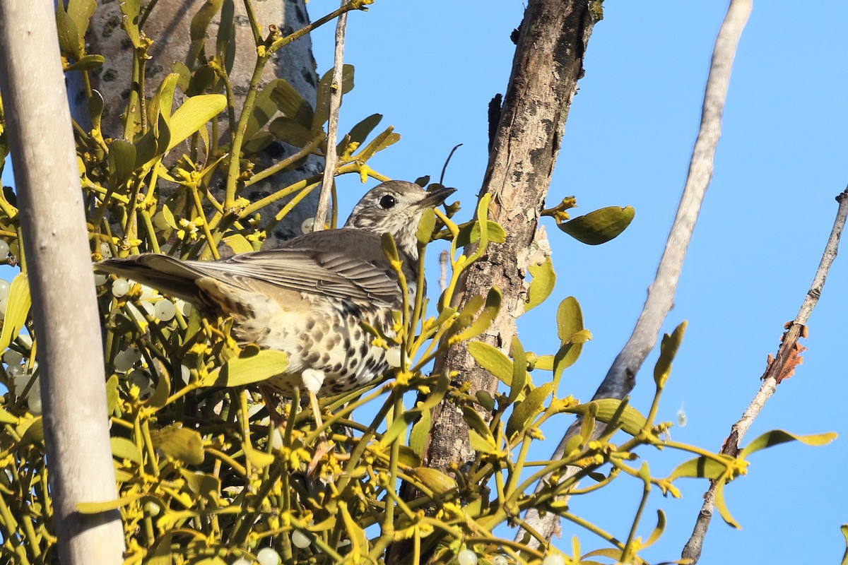 ヤドリギツグミ - ML647081969