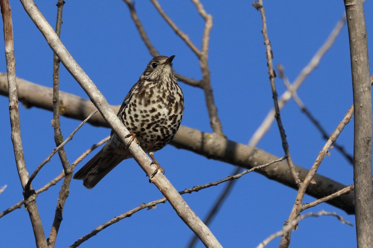 ヤドリギツグミ - ML647081970