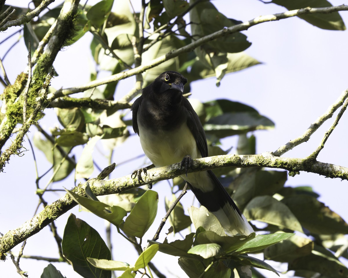 Braunhäher - ML647081973