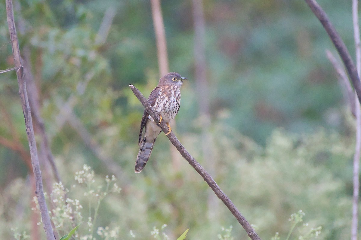 Common Hawk-Cuckoo - ML647081979