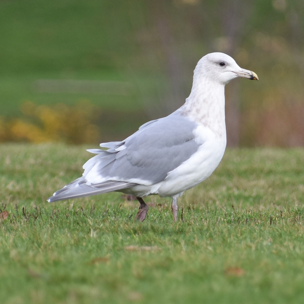 Goéland à ailes grises - ML647081982