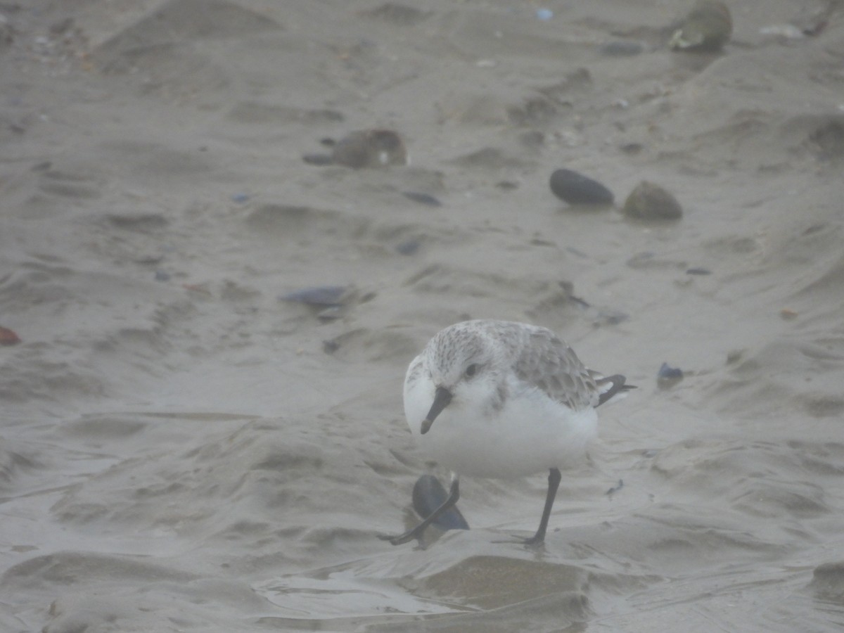 Гурвалж элсэг - ML647081984