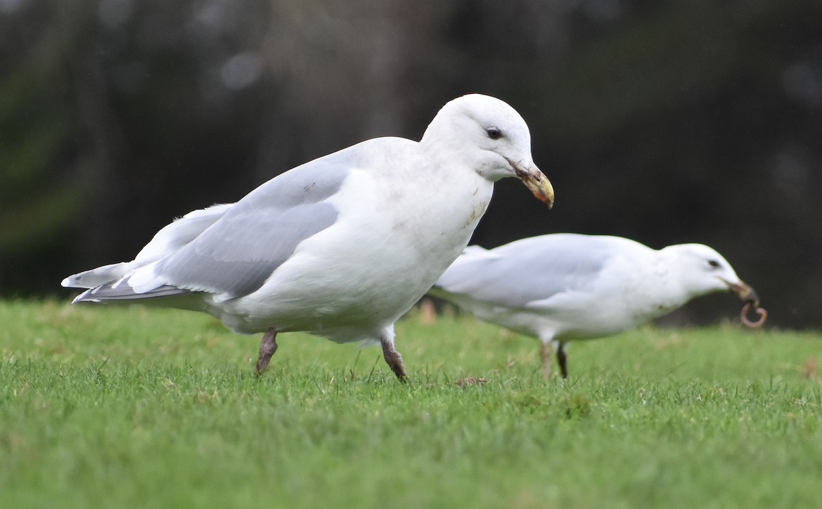 Goéland à ailes grises - ML647081985