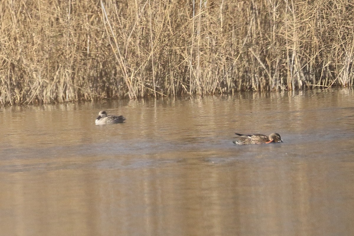Marbled Duck - ML647081986