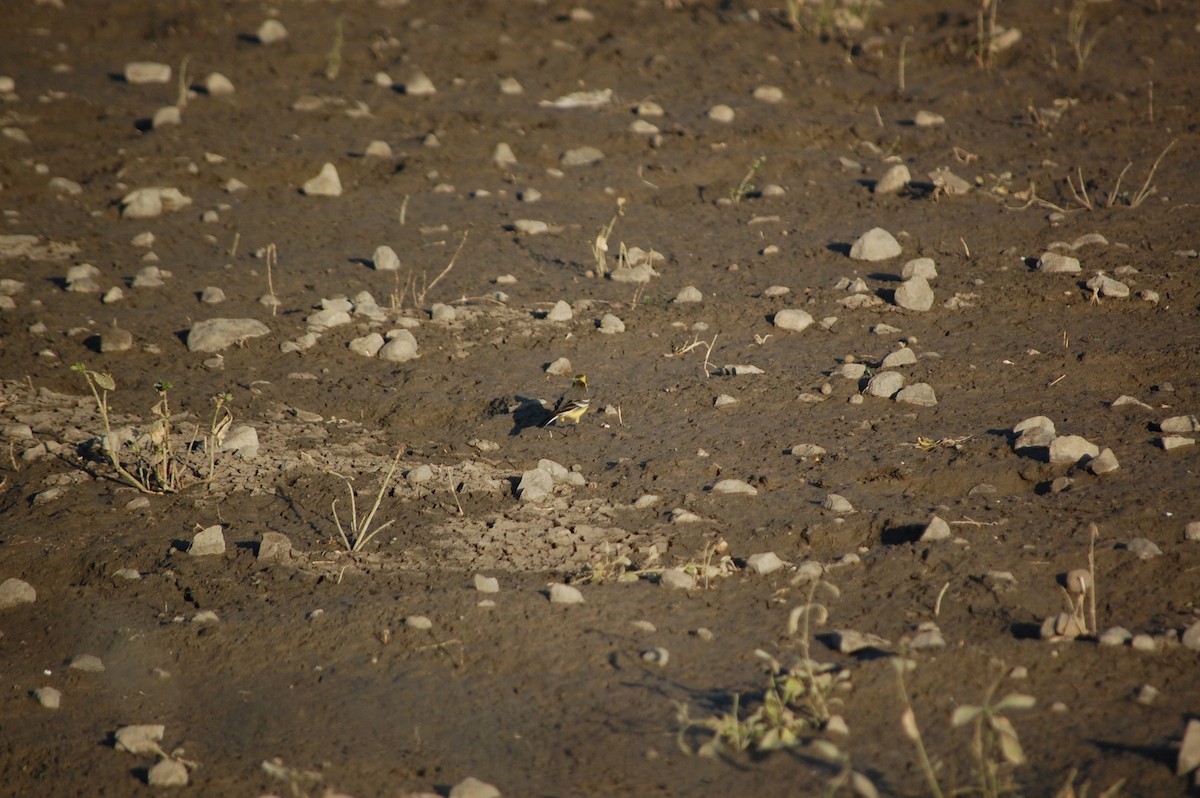 נחליאלי לימוני - ML647081988