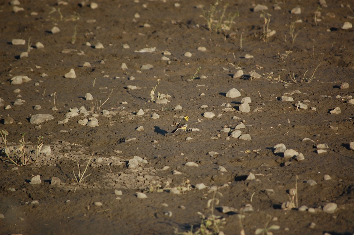 נחליאלי לימוני - ML647081989