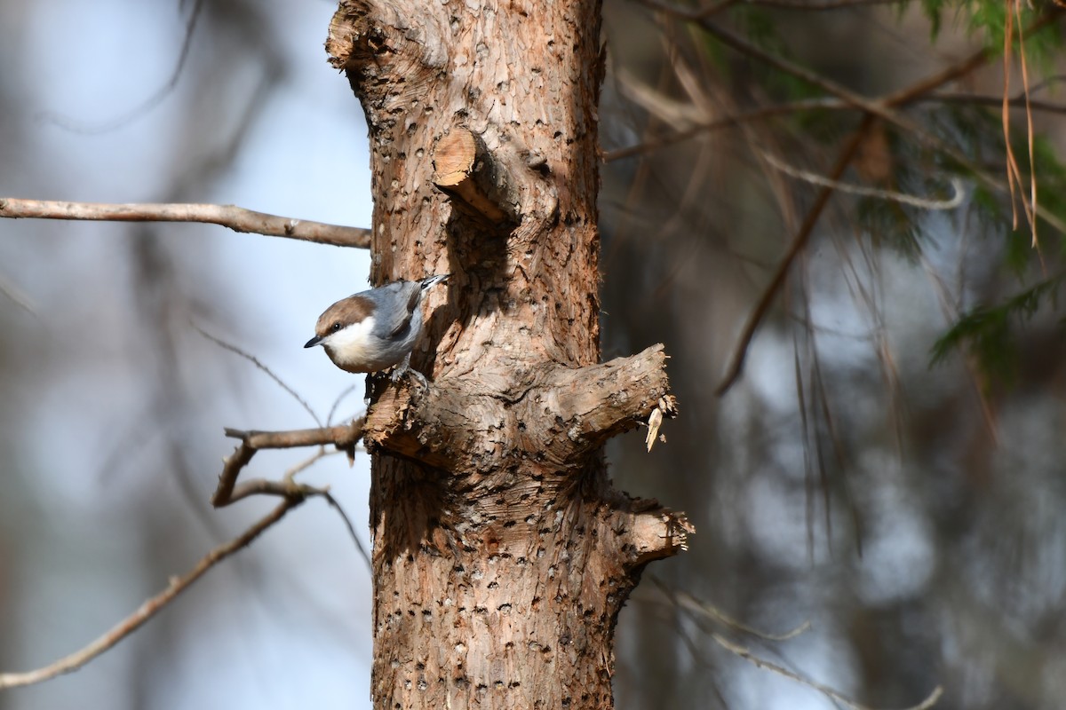 Sittelle à tête brune - ML647081991