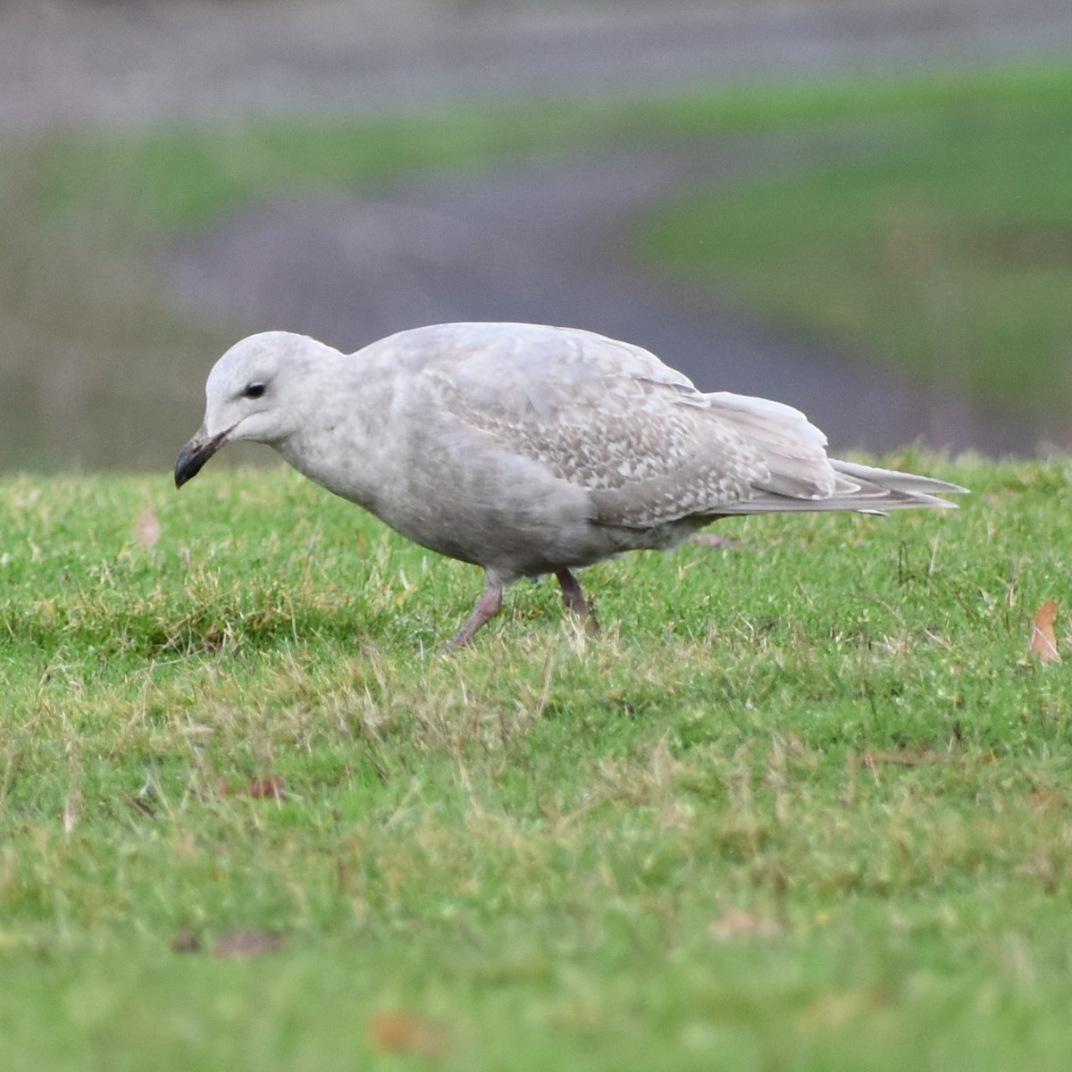 Goéland à ailes grises - ML647081992