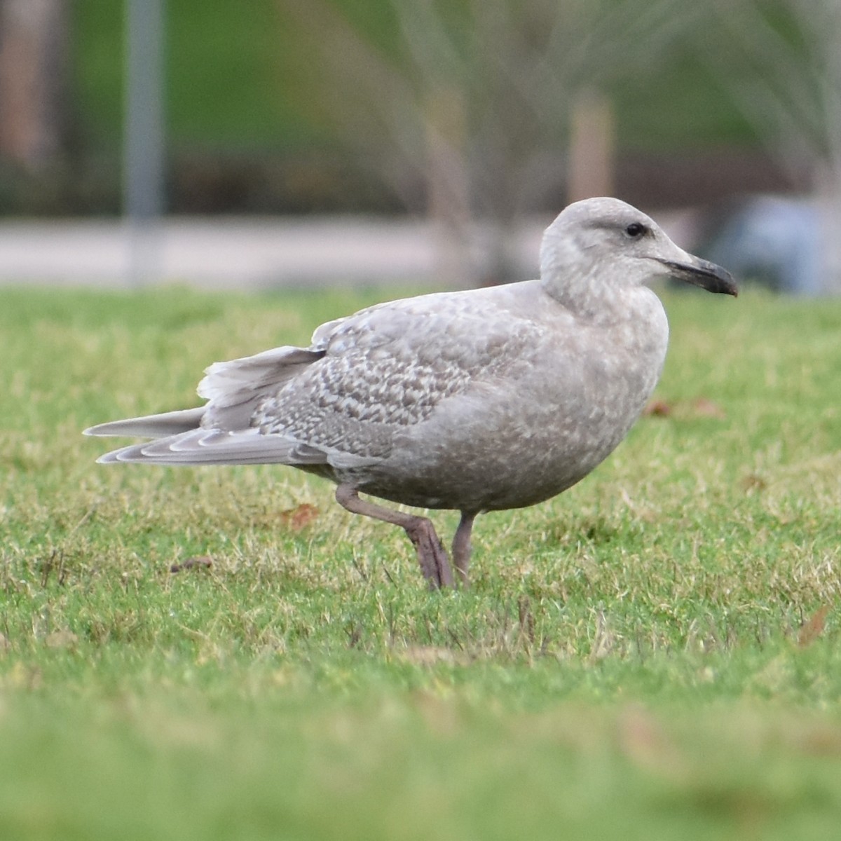 Goéland à ailes grises - ML647081999