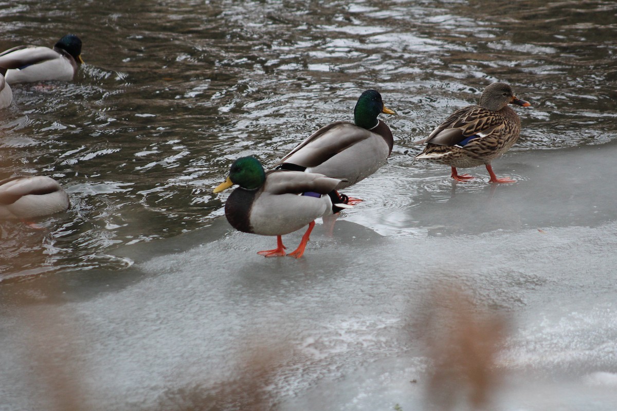 Mallard - ML647082001