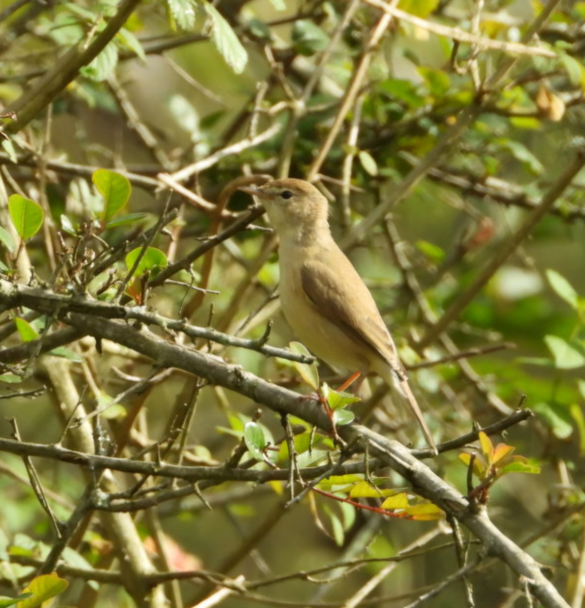 Садовая камышевка - ML647082010