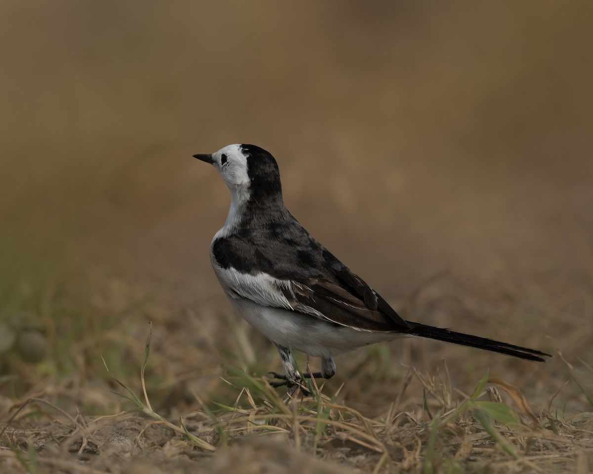 White Wagtail - ML647082016
