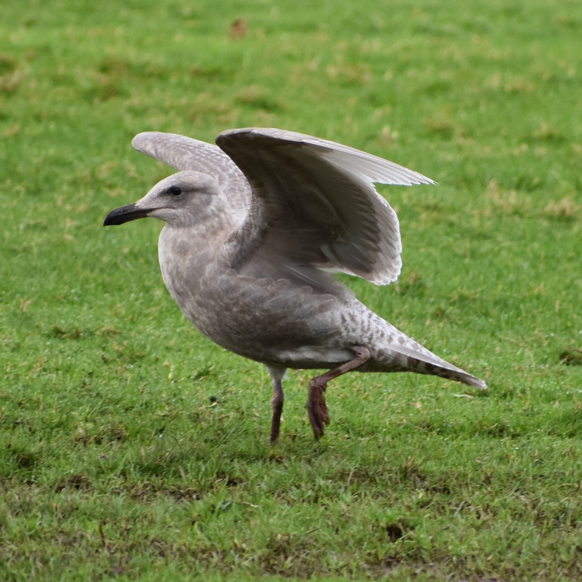 Goéland à ailes grises - ML647082017