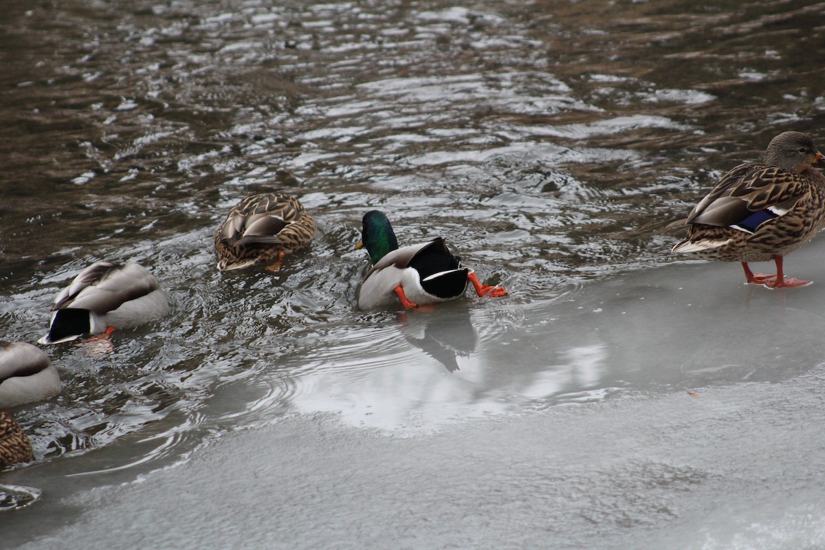 Mallard - ML647082019