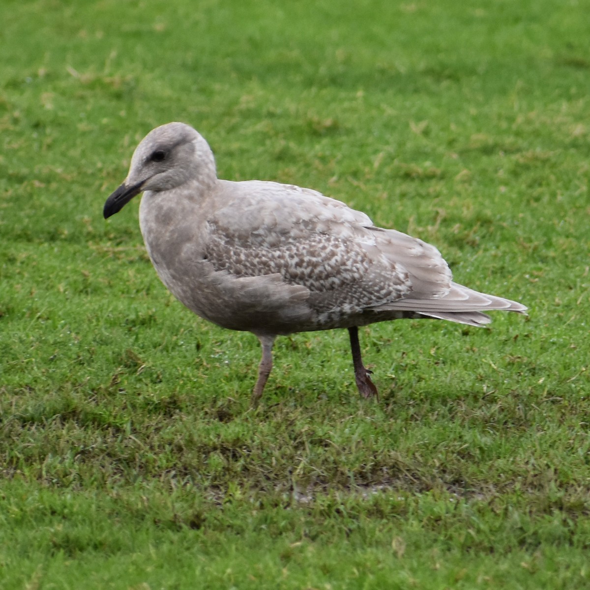 Goéland à ailes grises - ML647082020