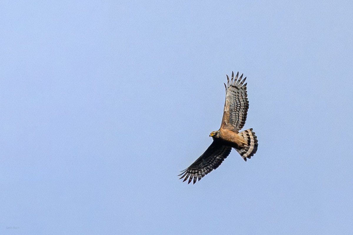 Culebrera Chiíla (grupo cheela) - ML647082023