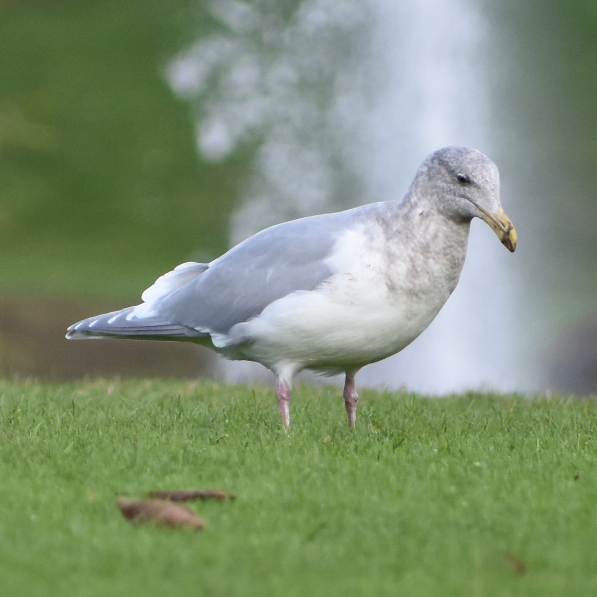 Goéland à ailes grises - ML647082024