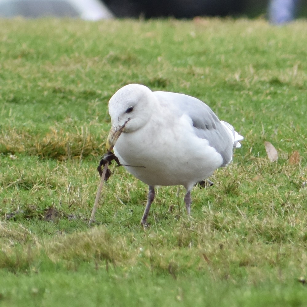 Goéland à ailes grises - ML647082033