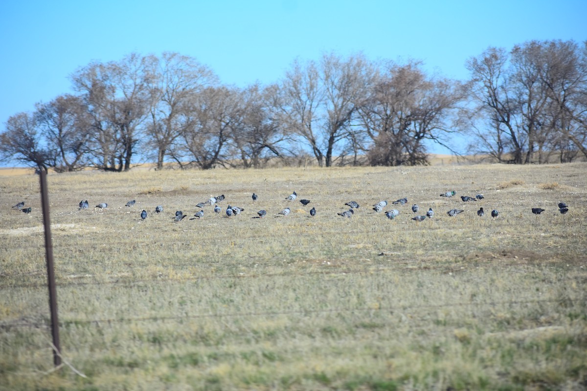 Kaya Güvercini (evcil tip) - ML647082039