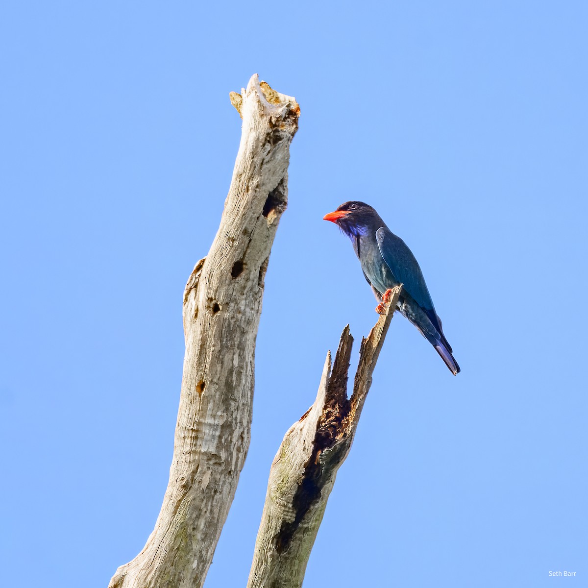 ブッポウソウ - ML647082045