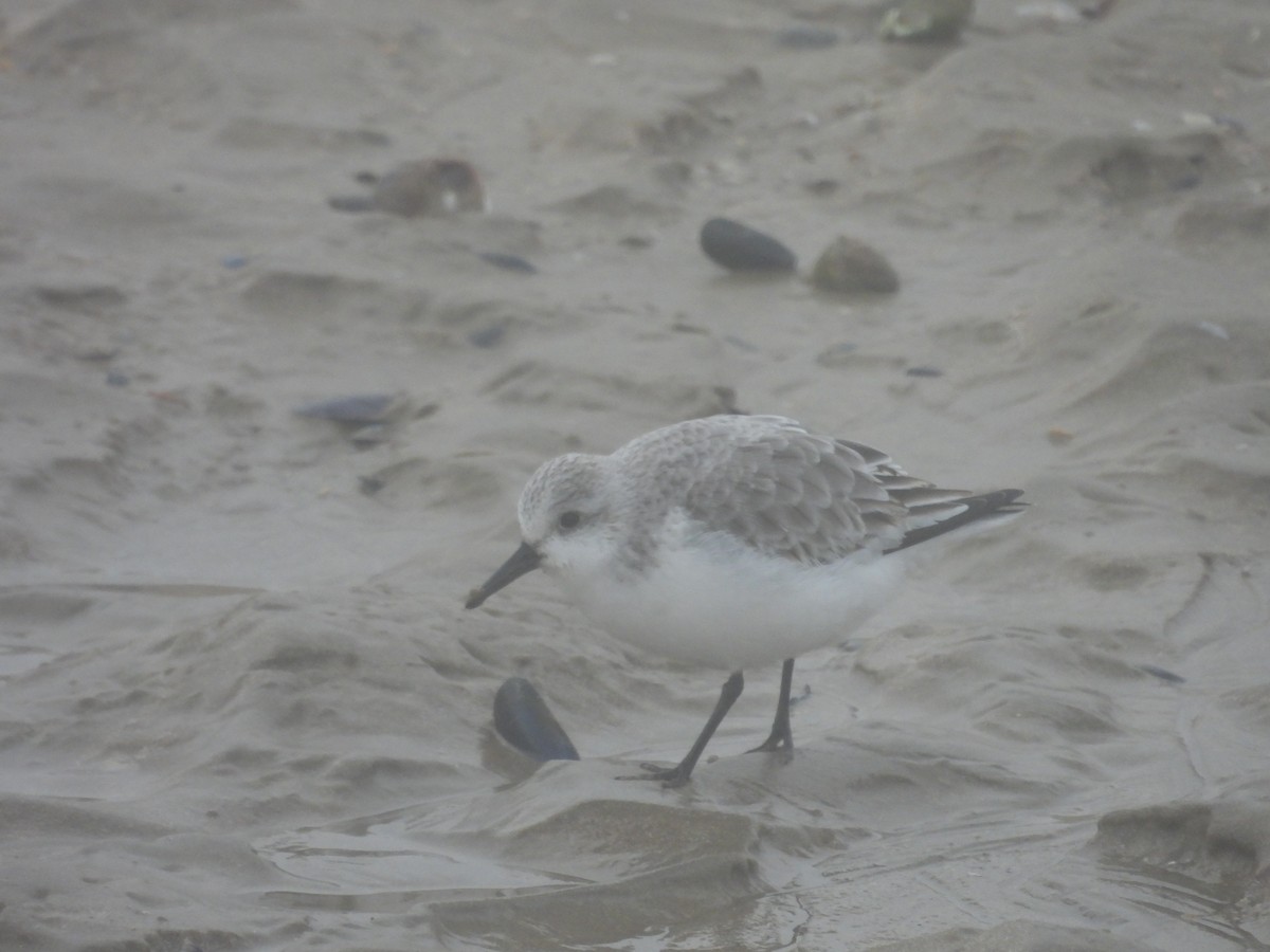 Гурвалж элсэг - ML647082046