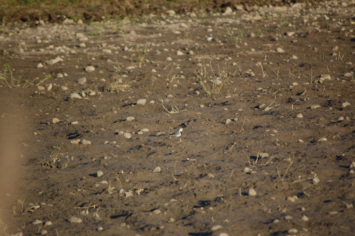 White Wagtail - ML647082069