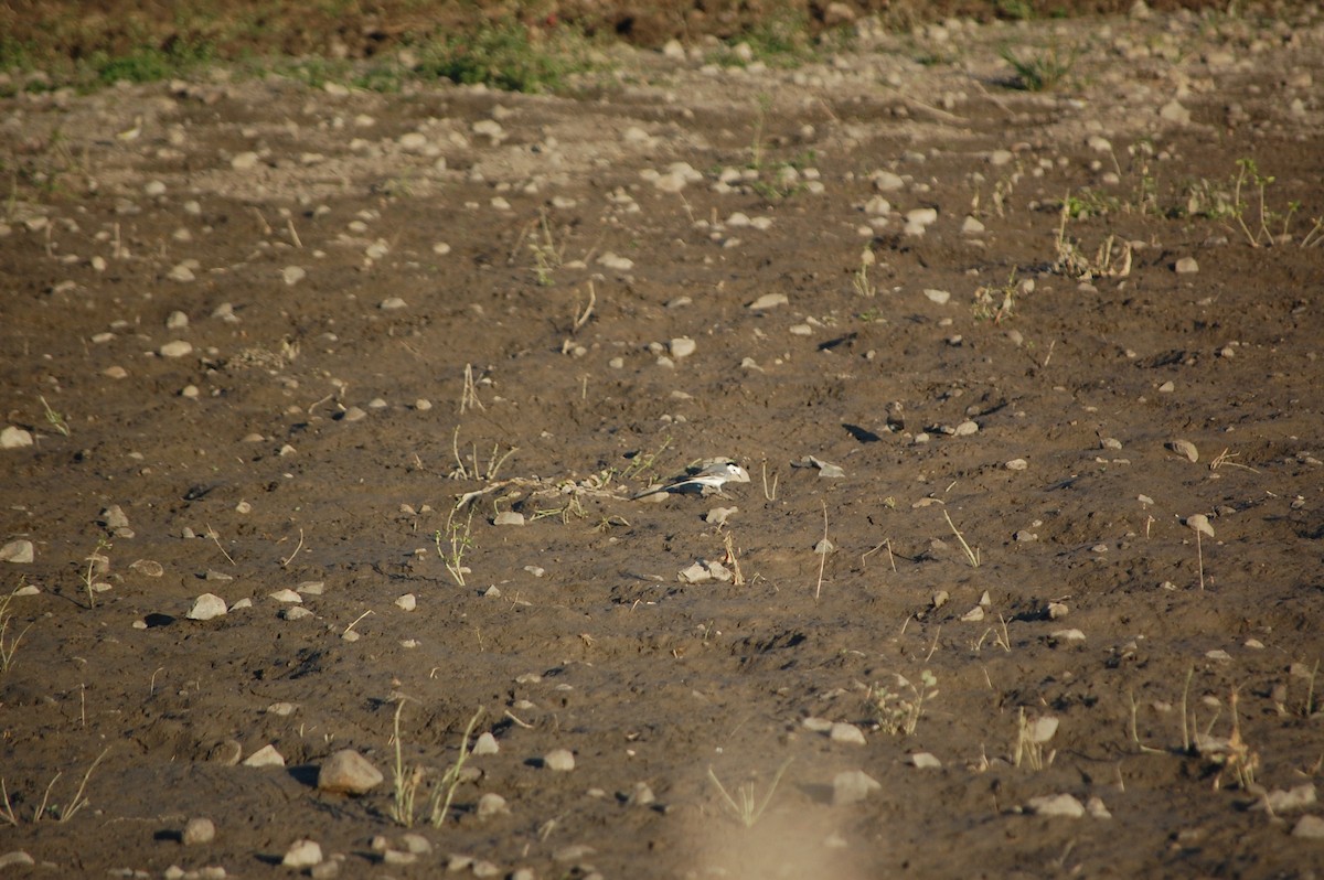 White Wagtail - ML647082070