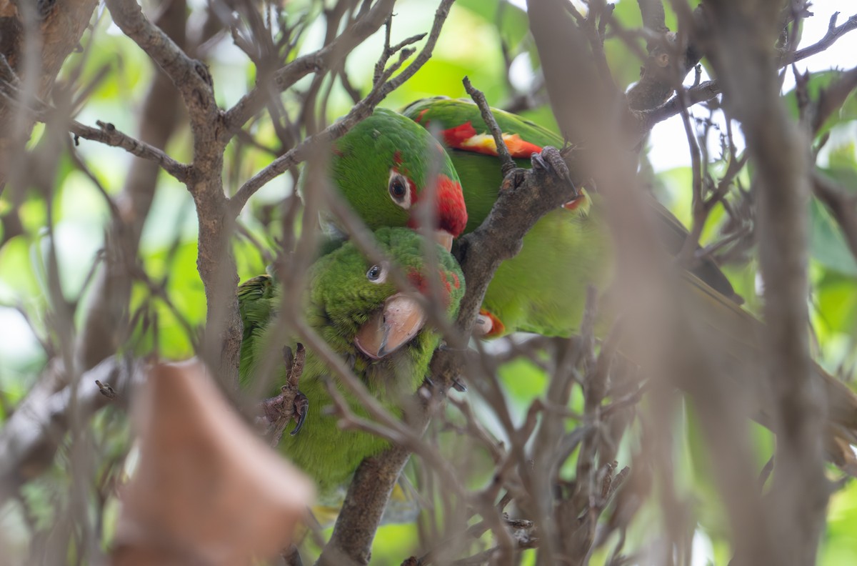 Аратинга червонолобий - ML647082073