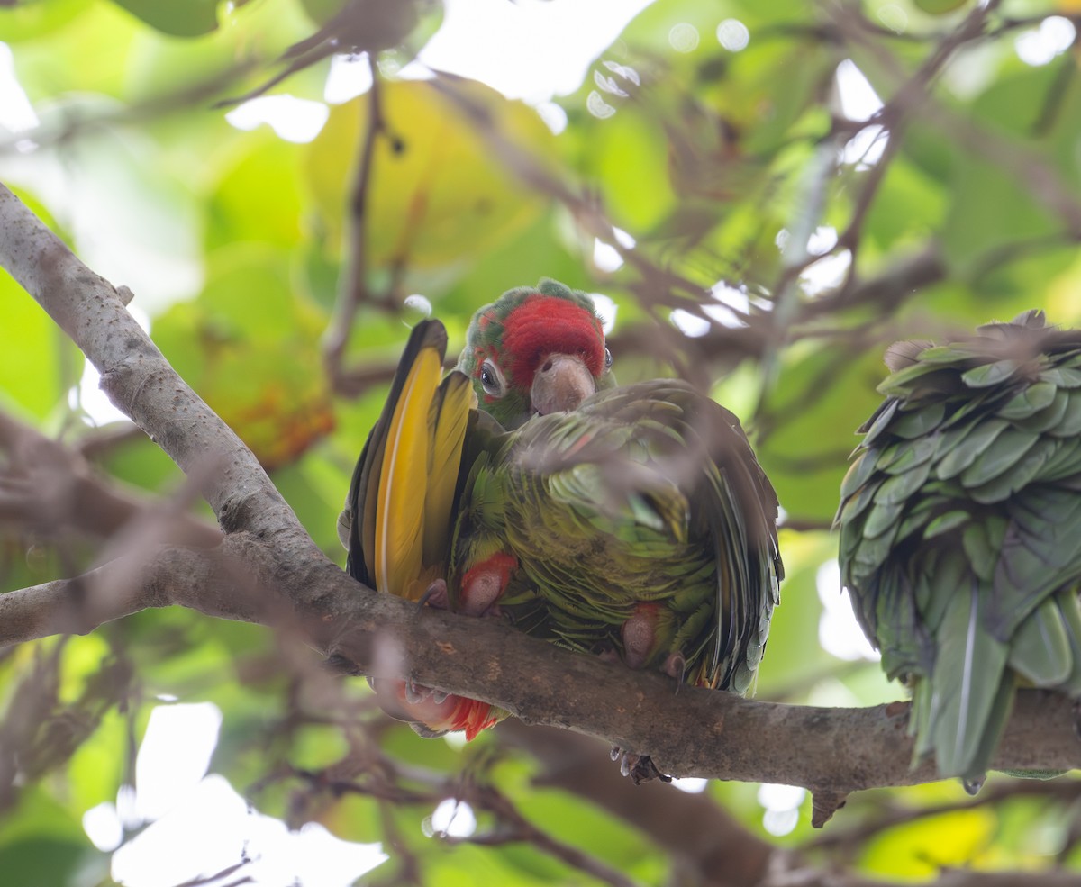 Аратинга червонолобий - ML647082074