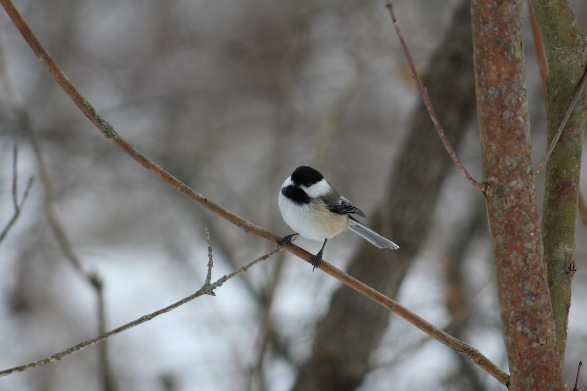 Black-capped Chickadee - ML647082076