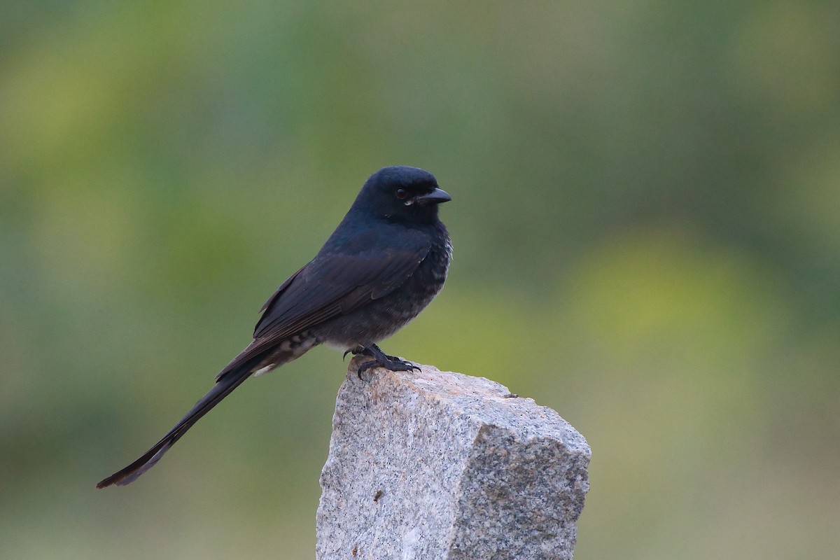 Black Drongo - ML647082084