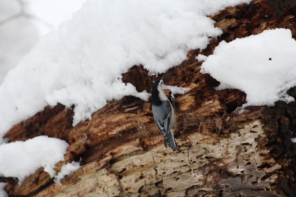 White-breasted Nuthatch - ML647082090
