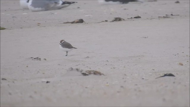 Txirritxo hankabeltza - ML647082117