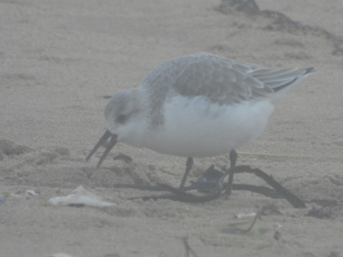 Гурвалж элсэг - ML647082120