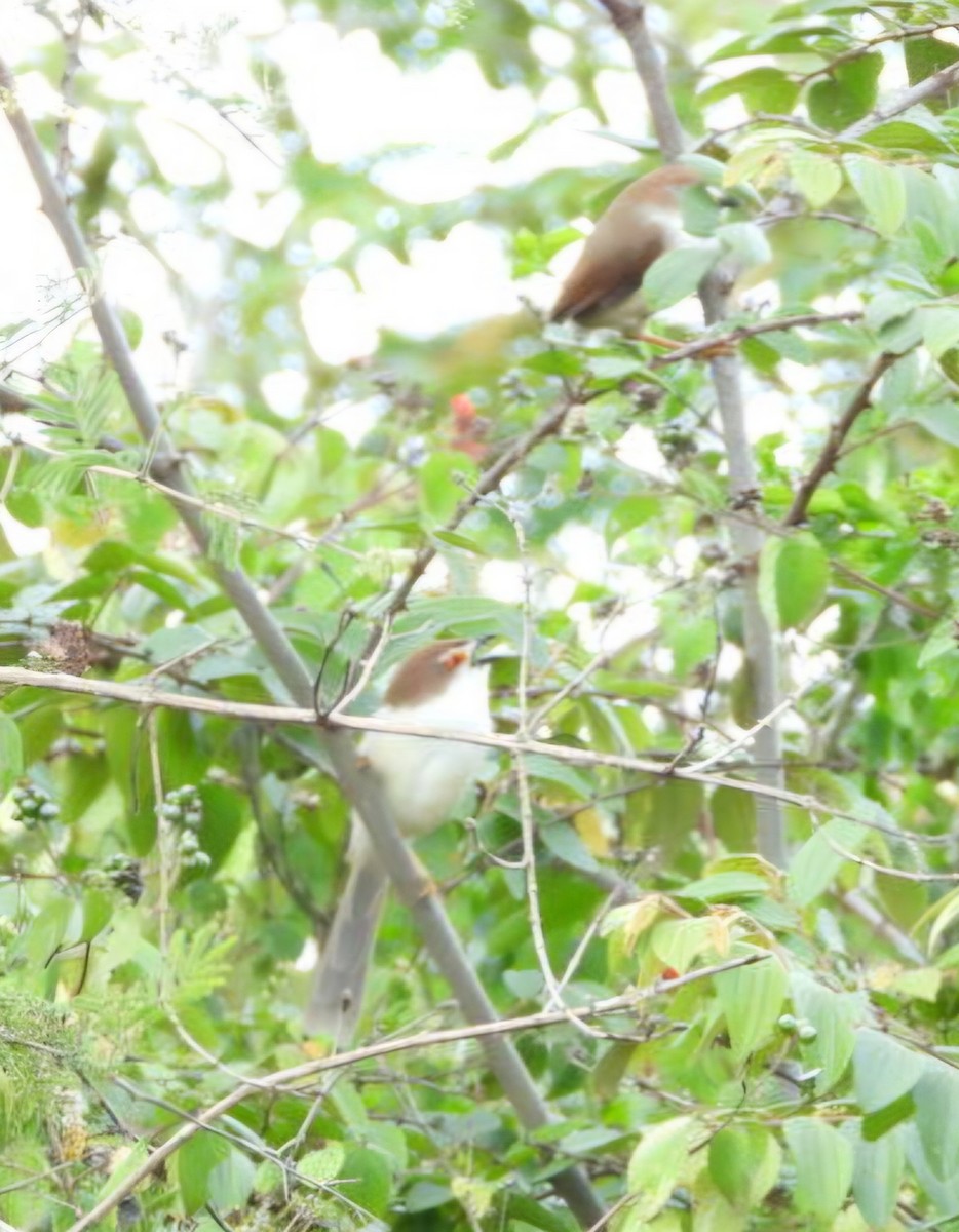 Желтоглазый рогозник - ML647082137