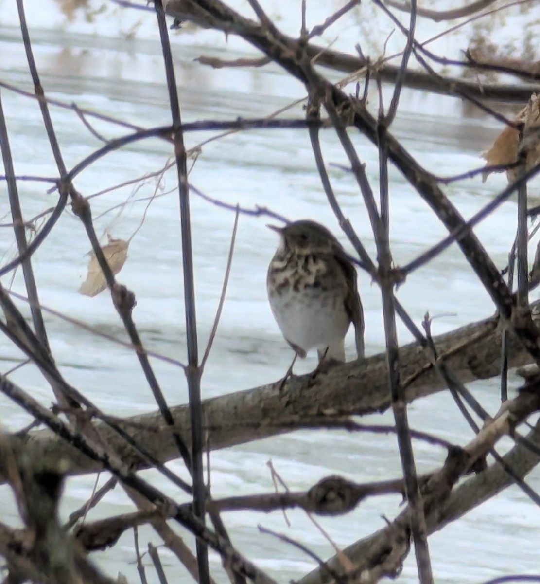 Hermit Thrush - ML647082141