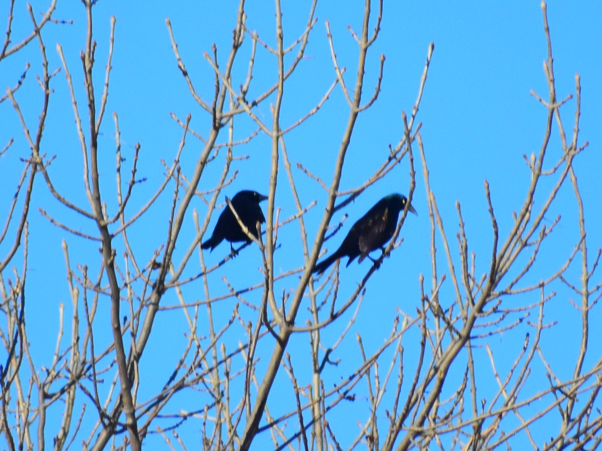 Common Grackle - ML647082159