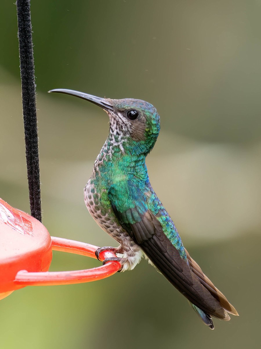 White-necked Jacobin - ML647082166