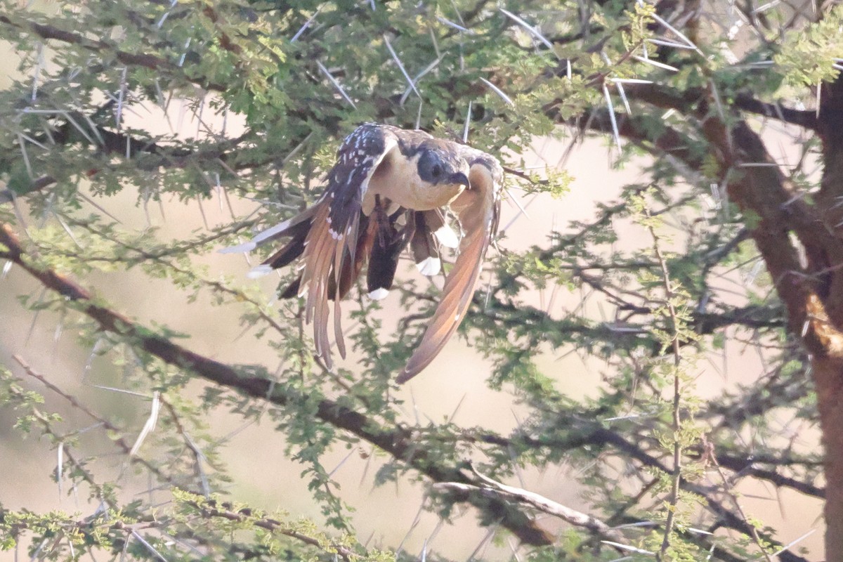 Kuku mottoduna - ML647082172