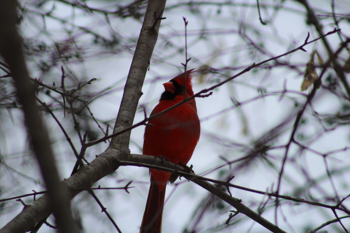 Northern Cardinal - ML647082181