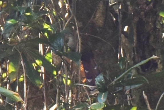 Raffles's Malkoha - ML647082195