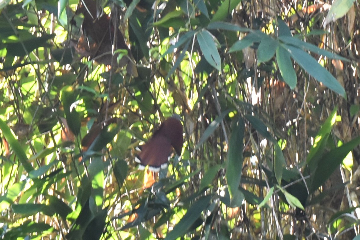 Raffles's Malkoha - ML647082197