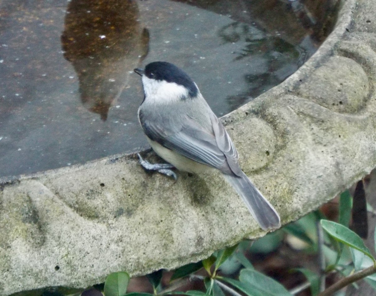 Carolina Chickadee - ML647082202