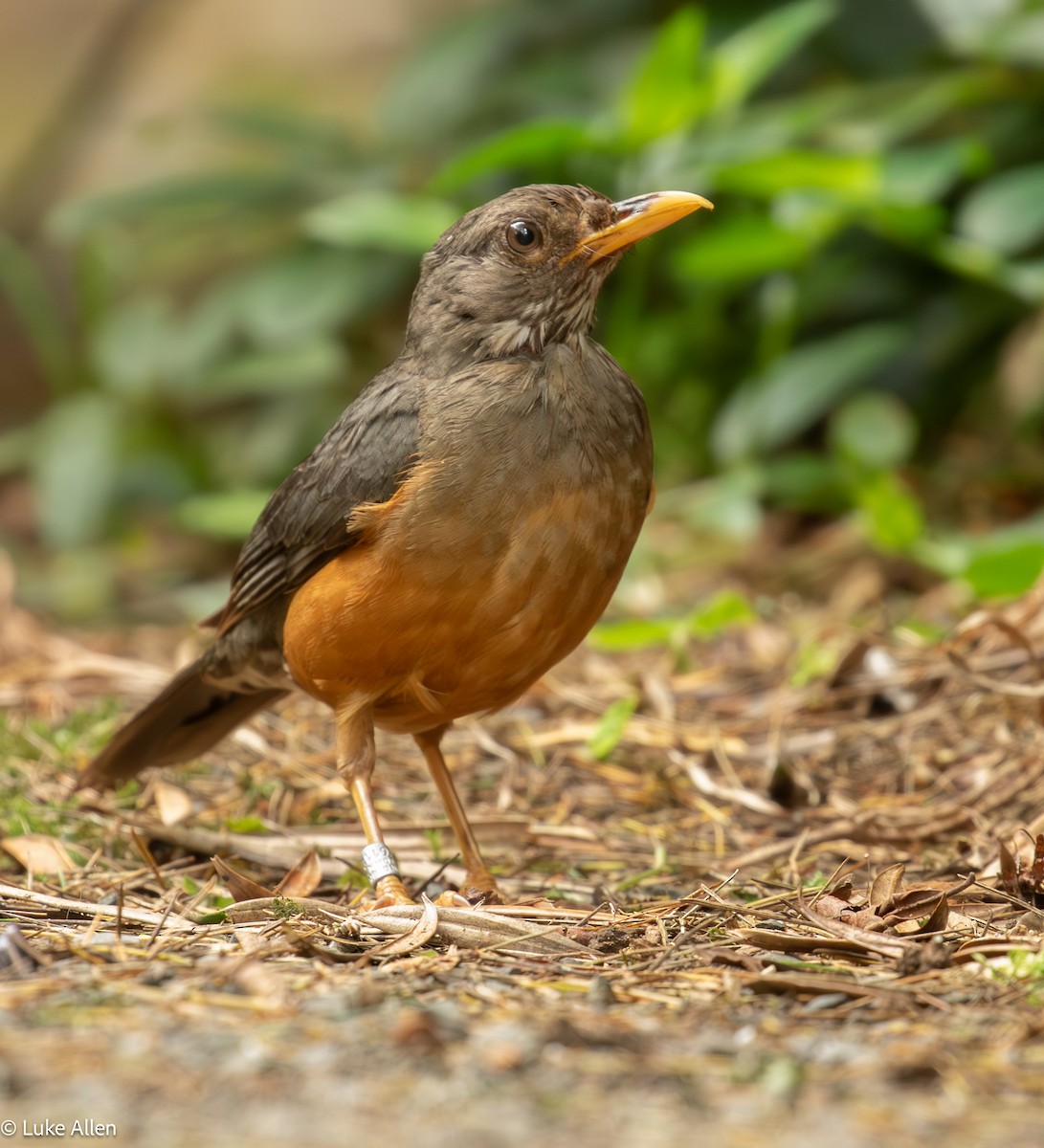Olive Thrush - ML647082204