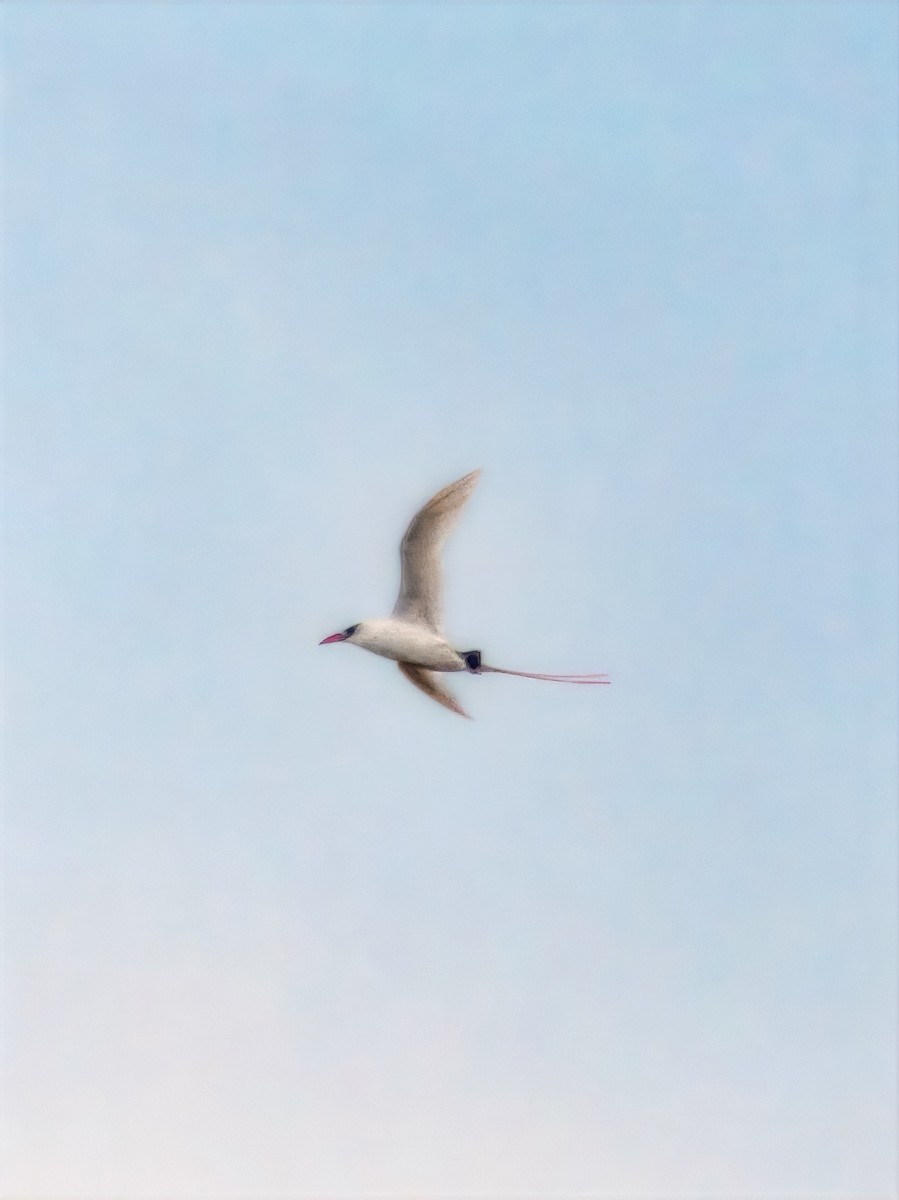 Краснохвостый фаэтон - ML647082206