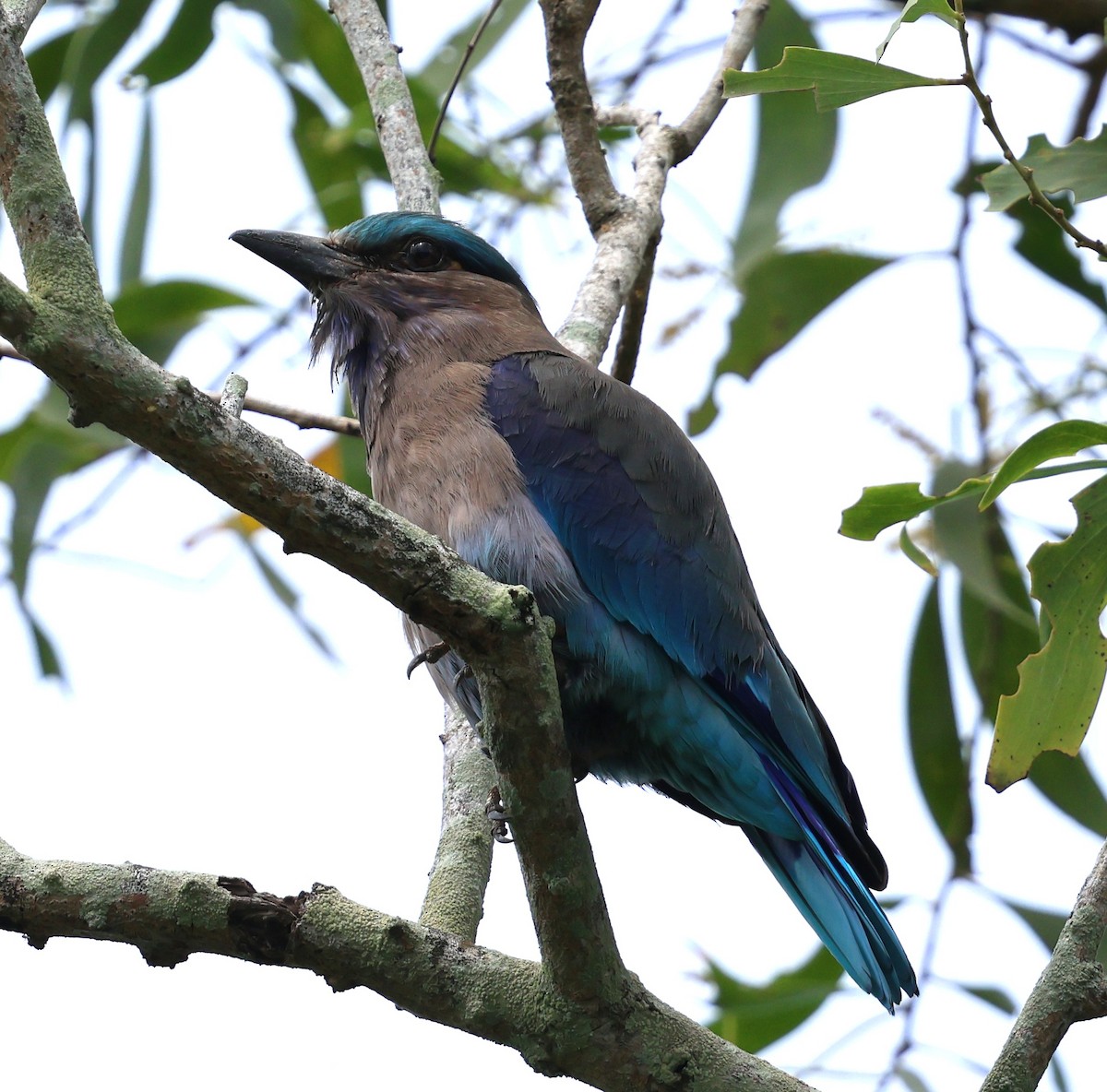 Indochinese Roller - ML647082211